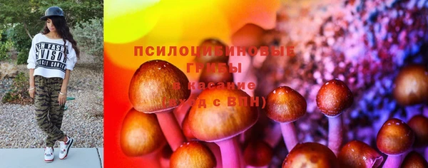 стаф Аркадак